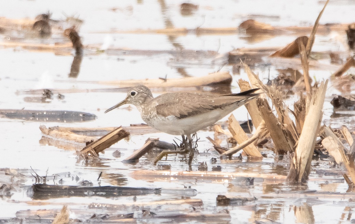 Solitary Sandpiper - ML361175851