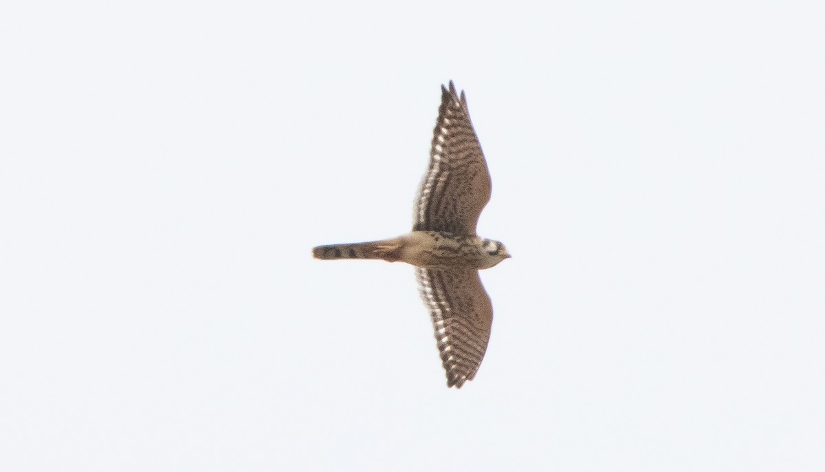 American Kestrel - ML361176211