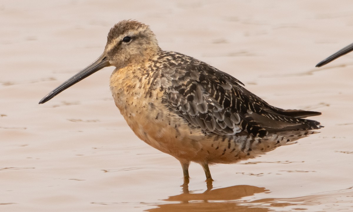 Short-billed Dowitcher (caurinus) - ML361176381