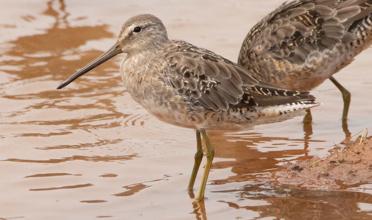 Long-billed Dowitcher - Liam Huber