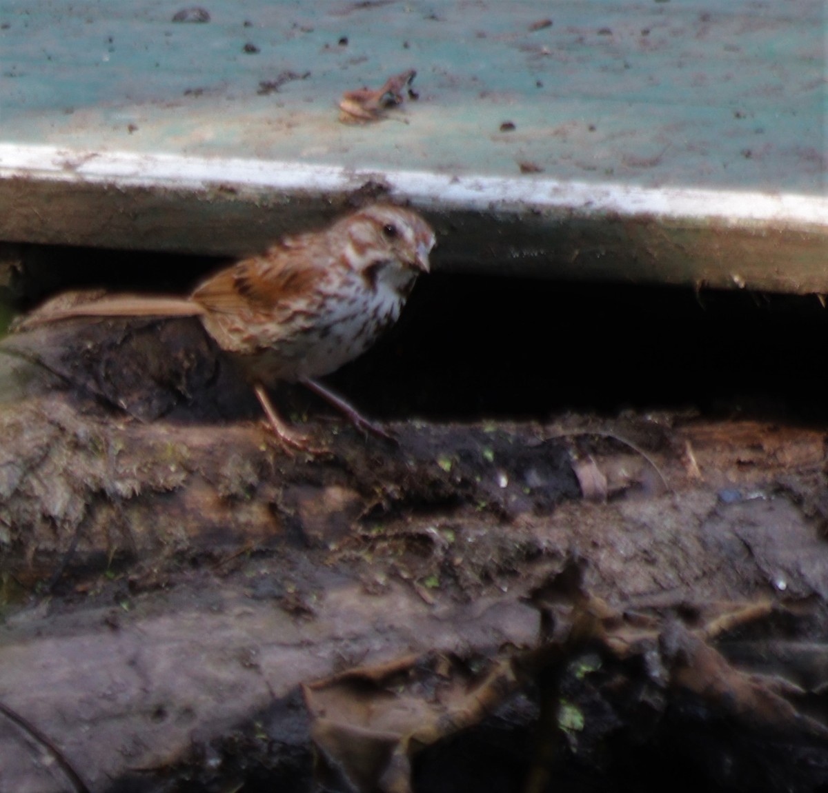 Song Sparrow - ML361176591