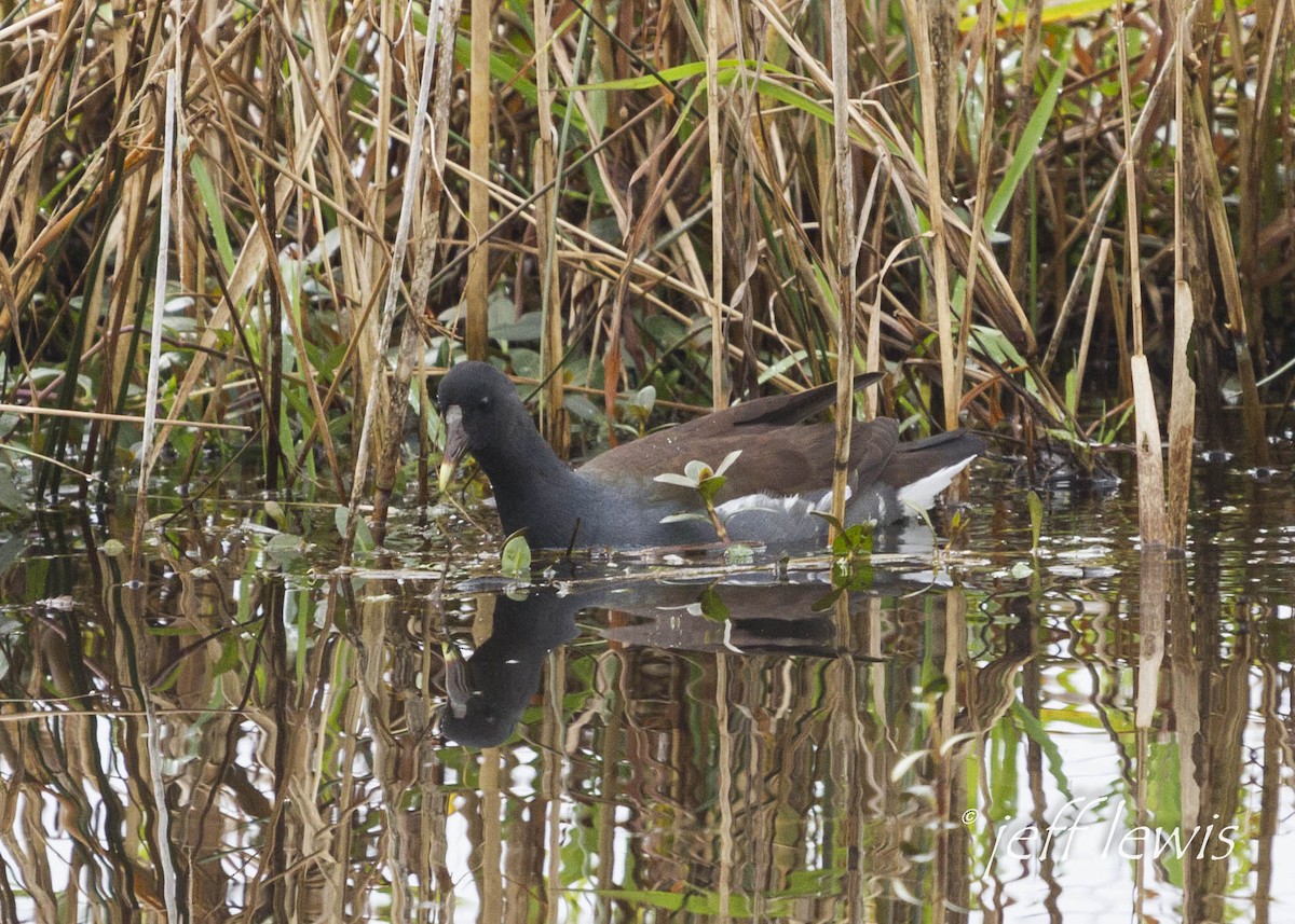 Common Gallinule - ML361176901