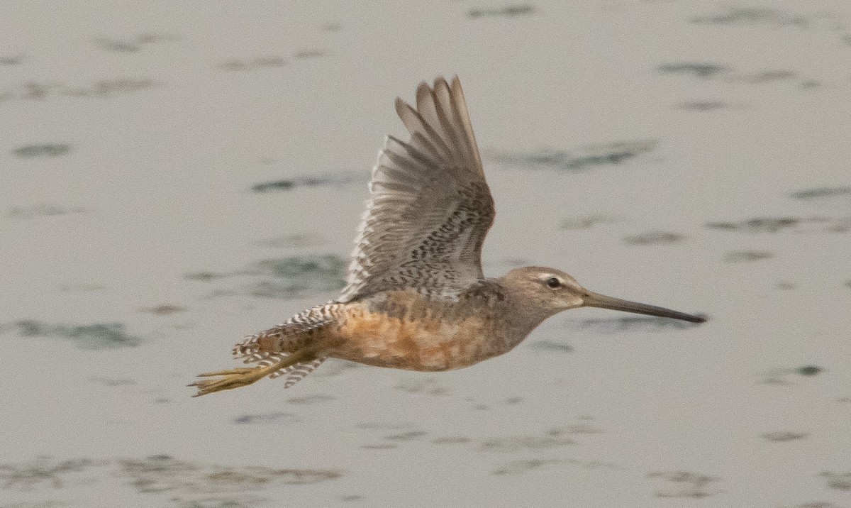 Long-billed Dowitcher - Liam Huber