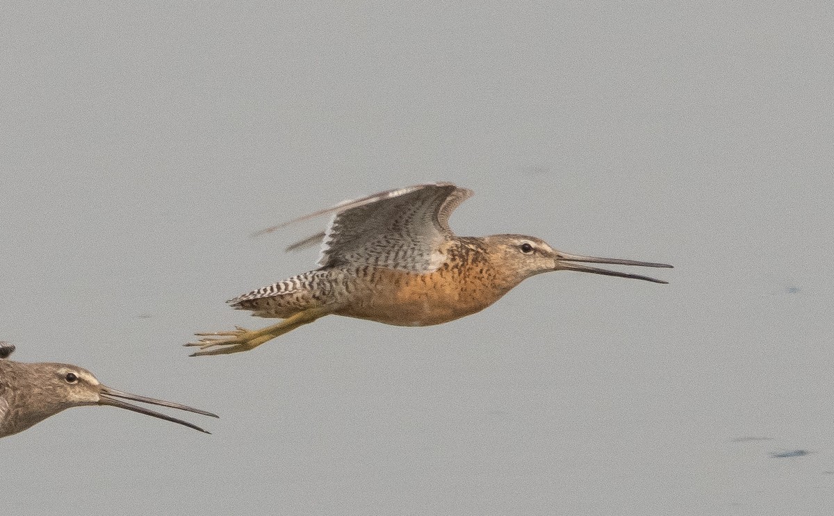 Long-billed Dowitcher - ML361177201