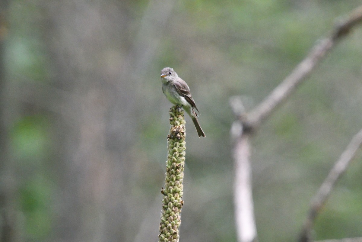 Eastern Wood-Pewee - ML361177231