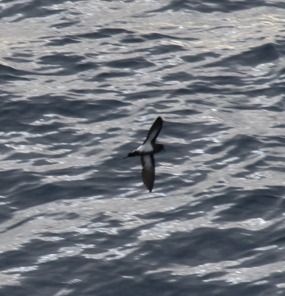 Black-bellied Storm-Petrel - johnny powell