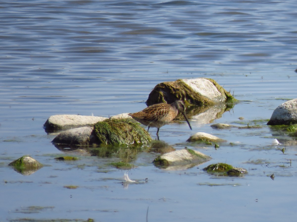 Short-billed Dowitcher - ML361180401