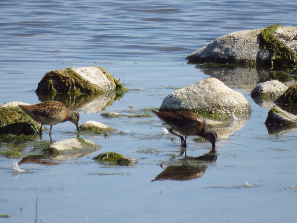 Short-billed Dowitcher - ML361180431