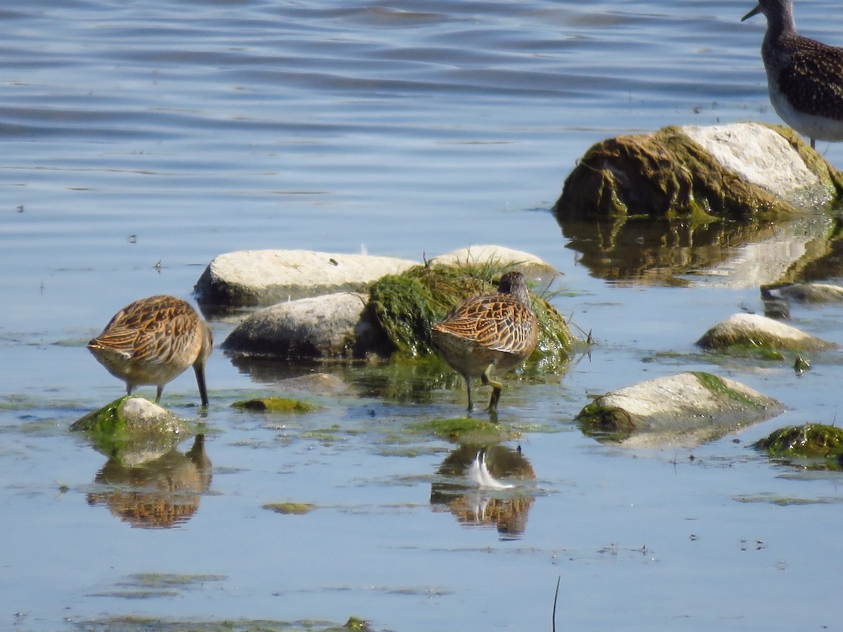 Short-billed Dowitcher - ML361180451