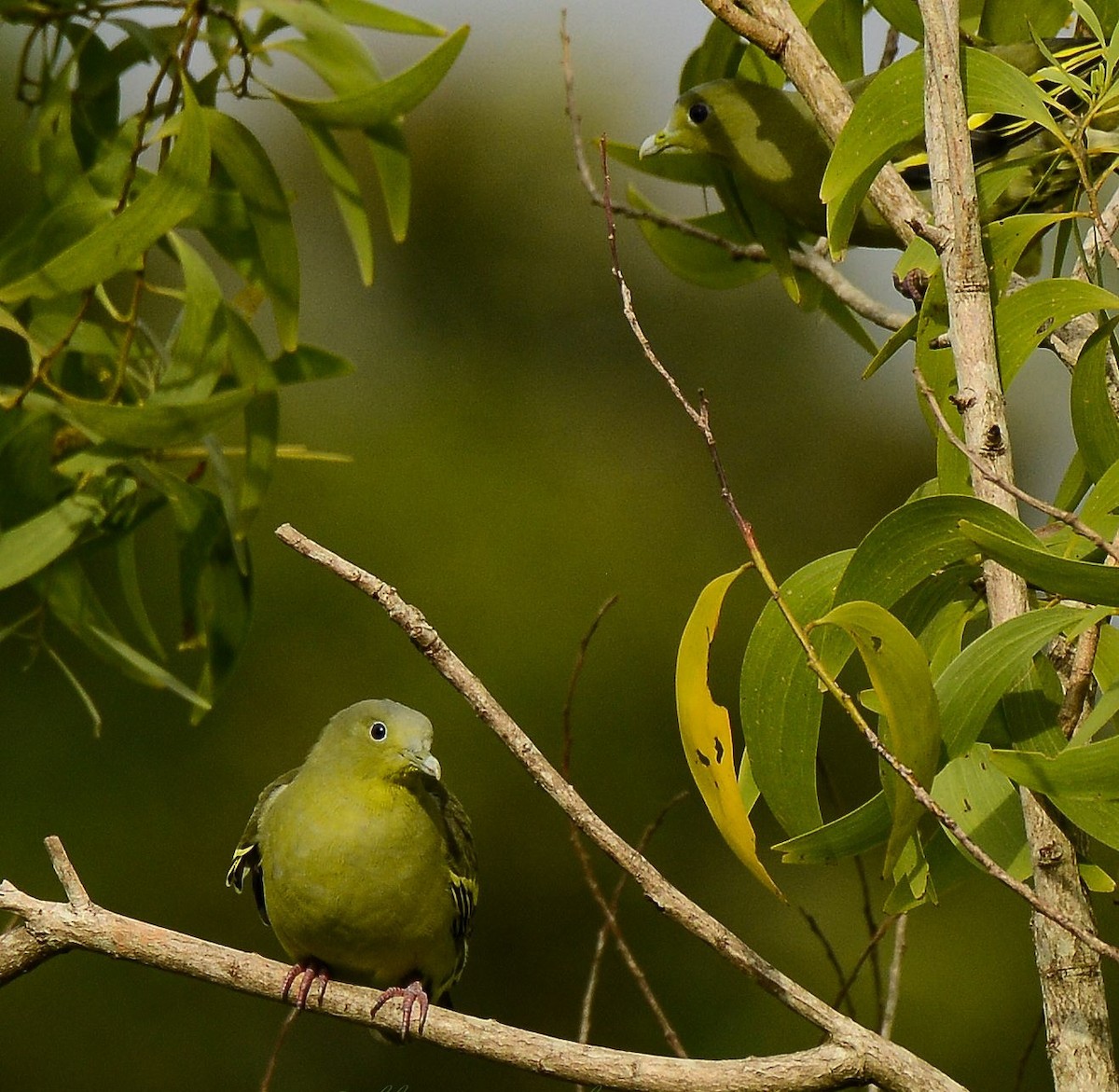 Gray-fronted Green-Pigeon - ML361182581
