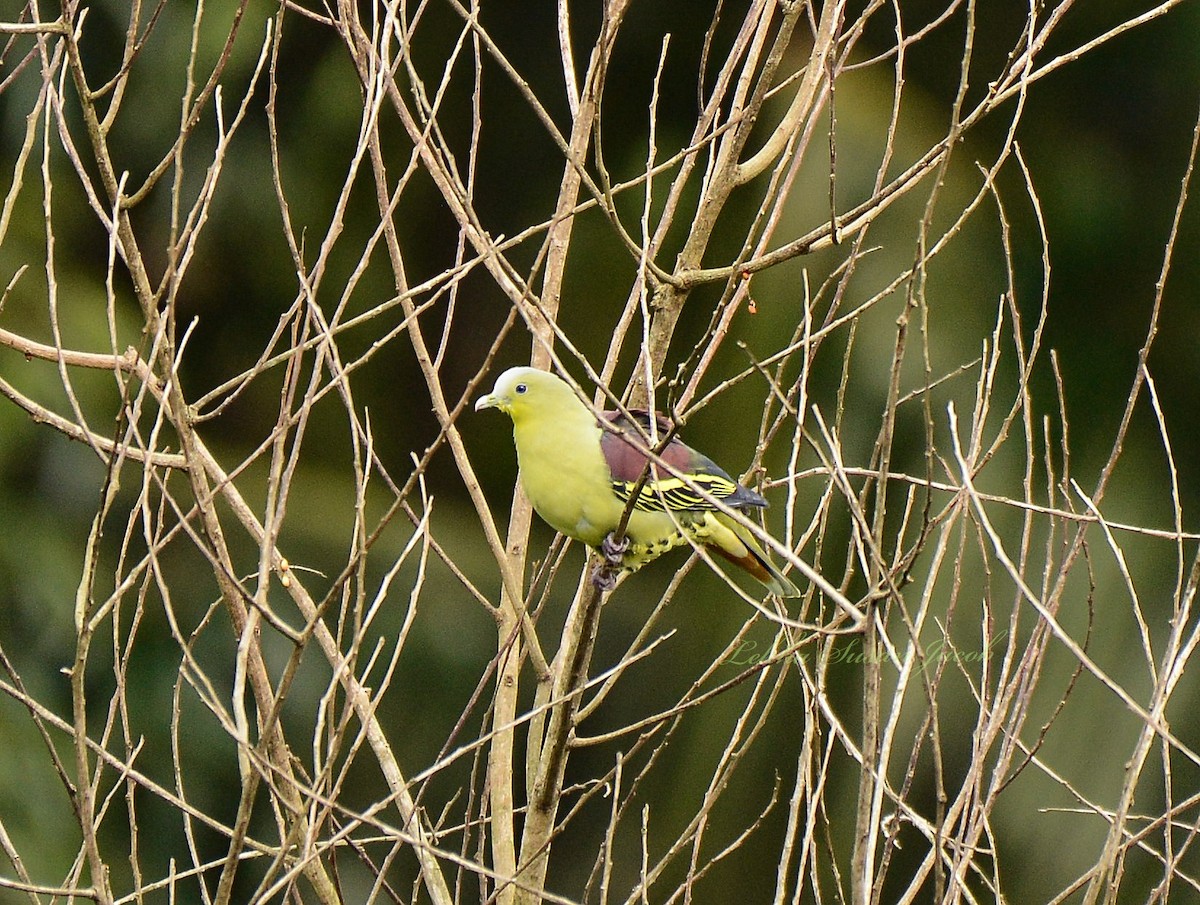 Gray-fronted Green-Pigeon - ML361182591