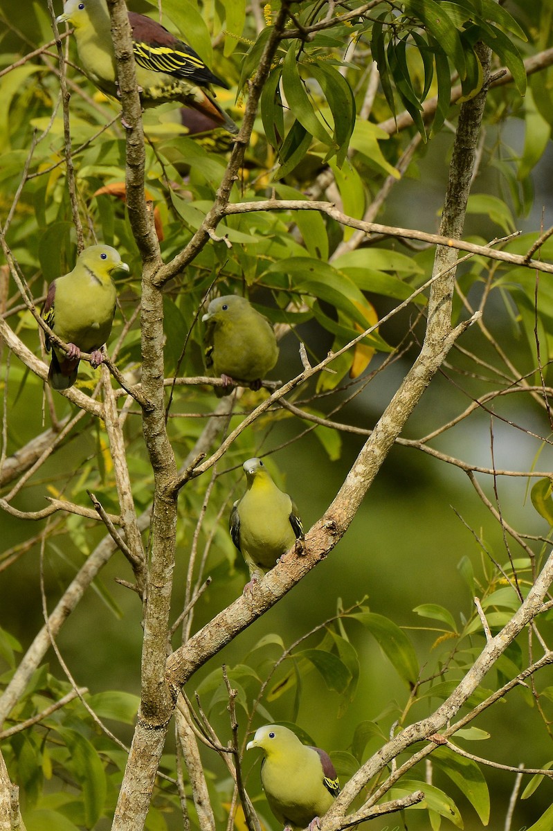 Gray-fronted Green-Pigeon - ML361182601