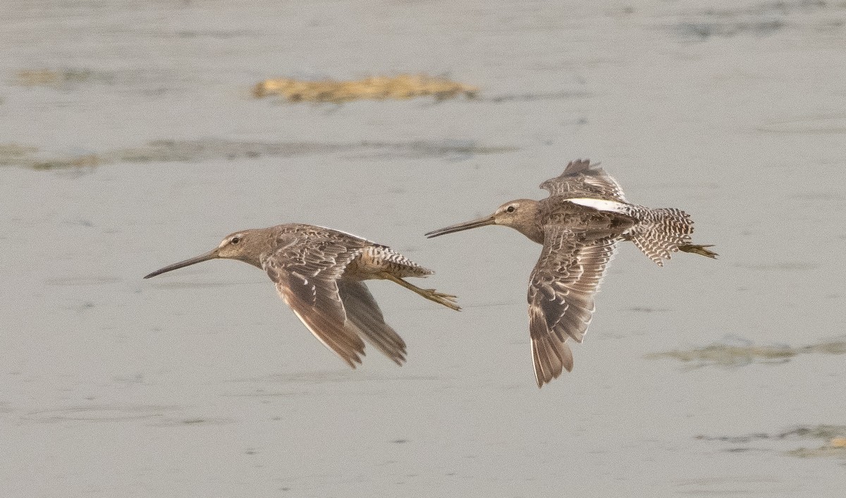 kortnebbekkasinsnipe/langnebbekkasinsnipe - ML361182881