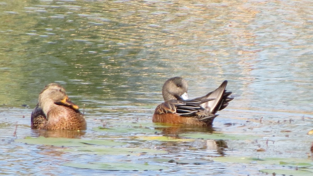 American Wigeon - Maxime Aubert