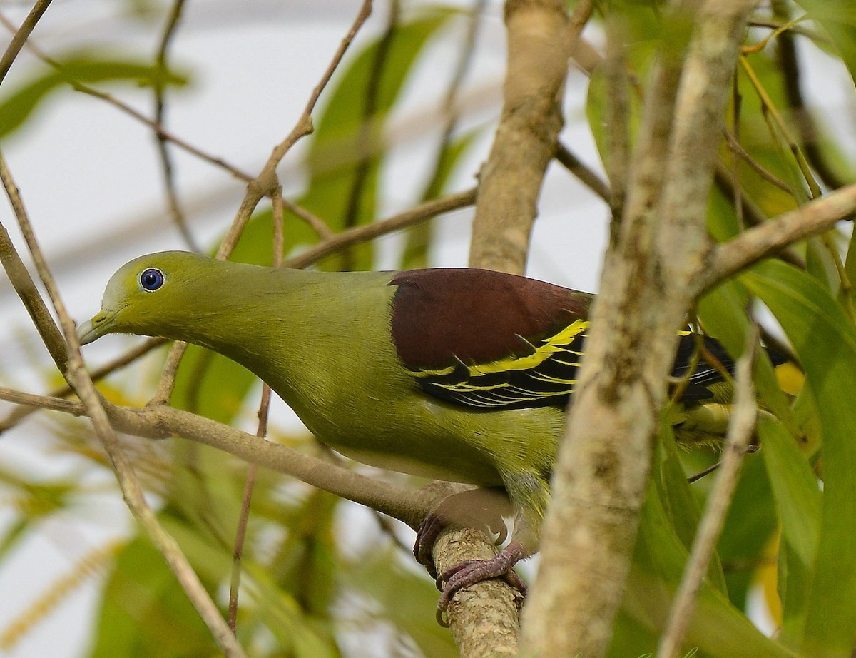 Gray-fronted Green-Pigeon - ML361183331