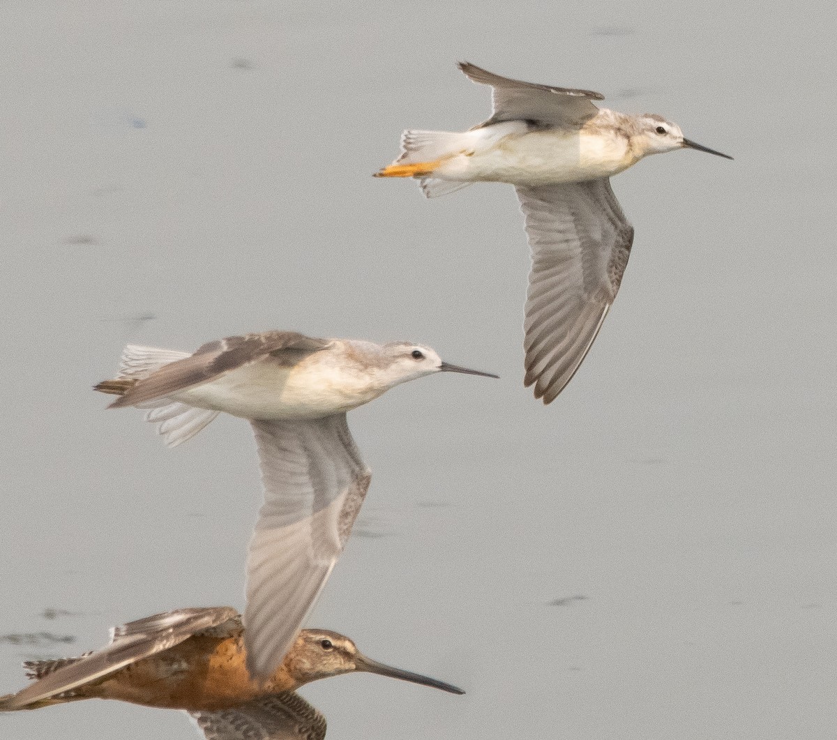 hvithalesvømmesnipe - ML361183471