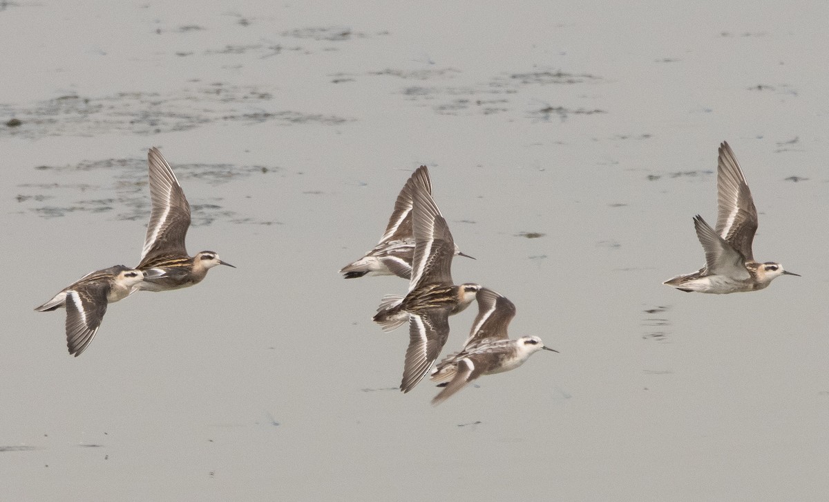 Phalarope à bec étroit - ML361183581