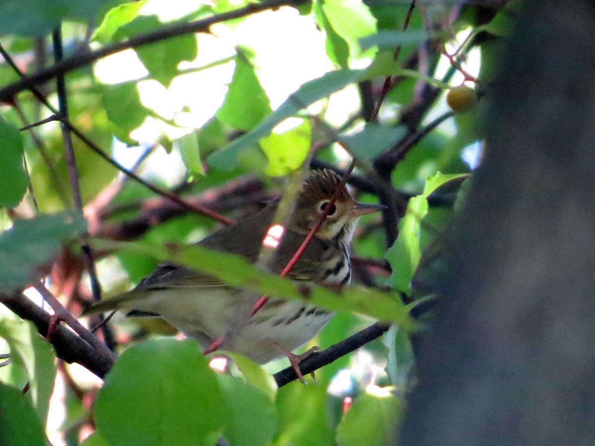 Ovenbird - ML36118371