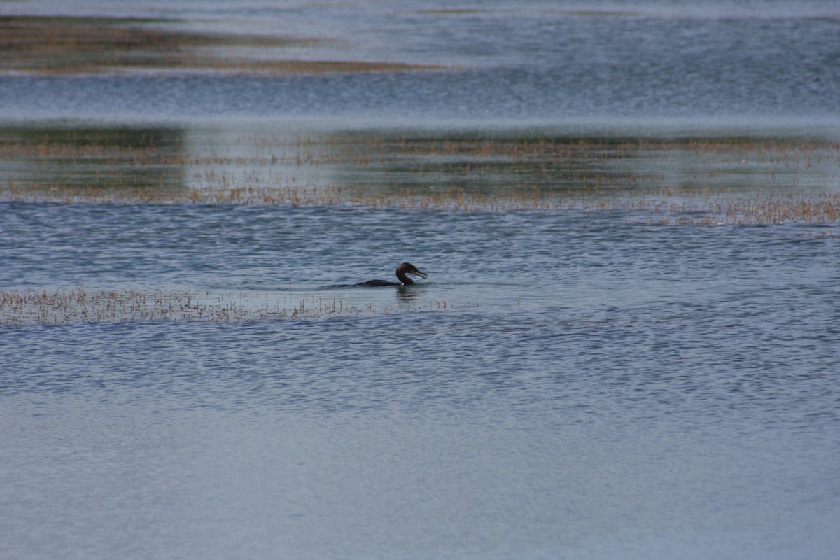 Double-crested Cormorant - Lou Herrin