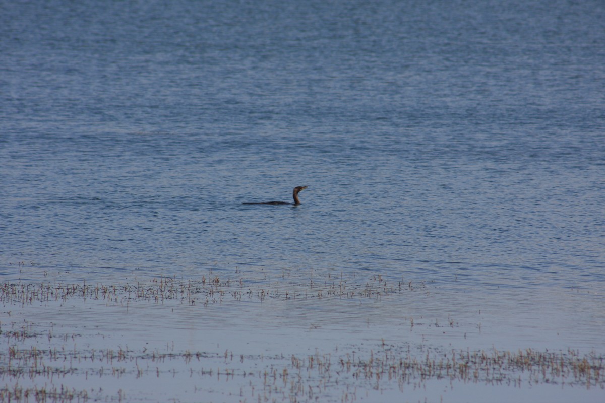 Double-crested Cormorant - ML361185861