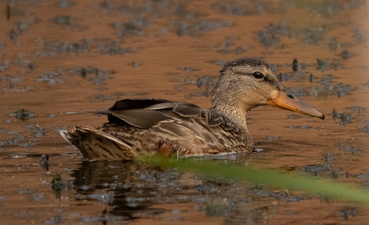 Зэрлэг нугас - ML361185881
