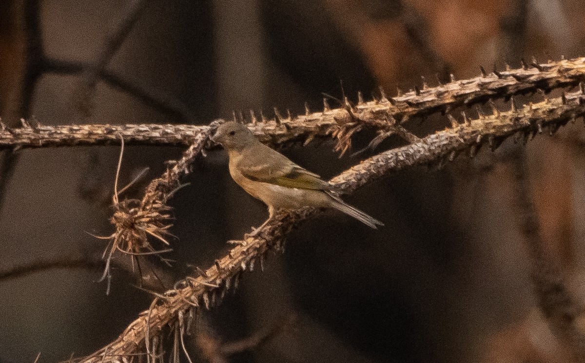 Lawrence's Goldfinch - ML361185901