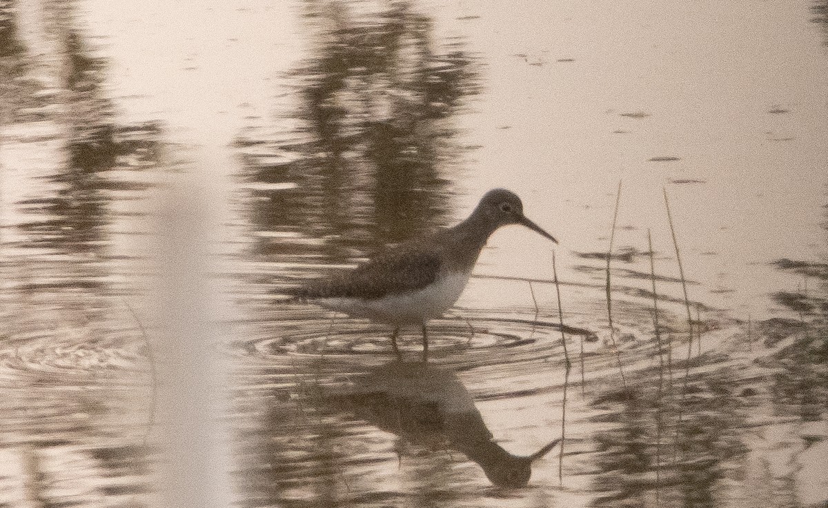 Solitary Sandpiper - ML361186111