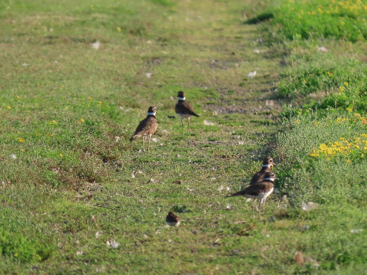 Killdeer - ML361187771