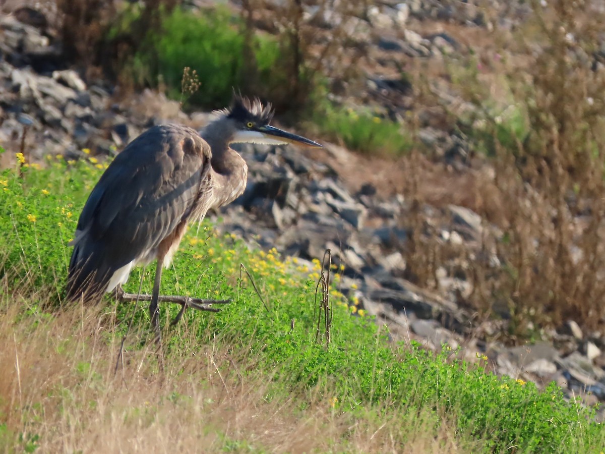 Great Blue Heron - ML361188131