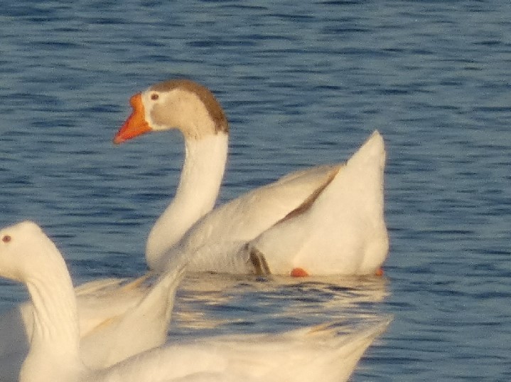 husa velká x labutí (hybrid) - ML361189691