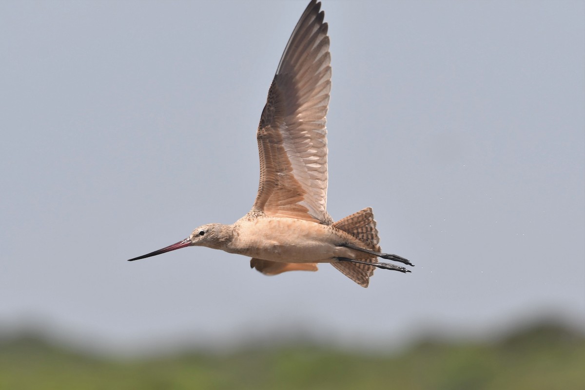 Marbled Godwit - Tim Metcalf