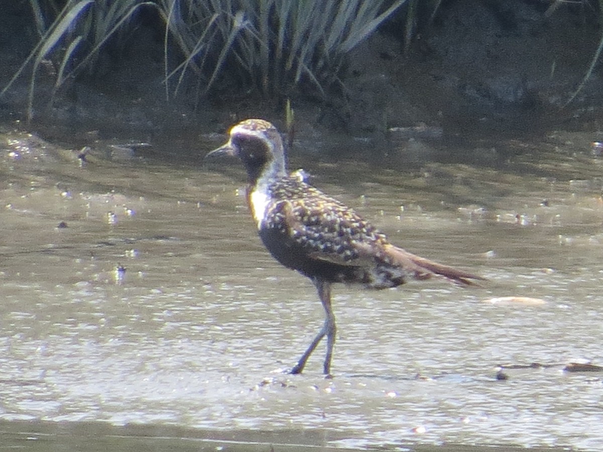 American Golden-Plover - ML361192871