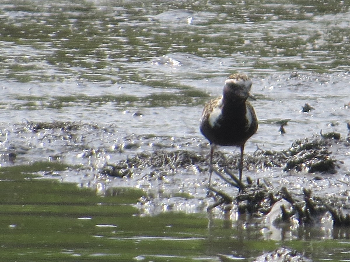 American Golden-Plover - ML361192881