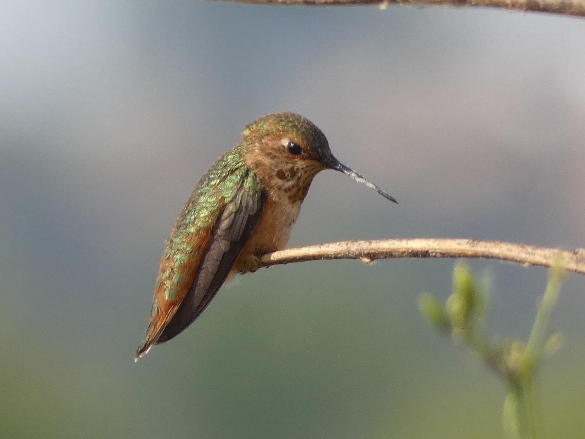 Rufous Hummingbird - ML361193551