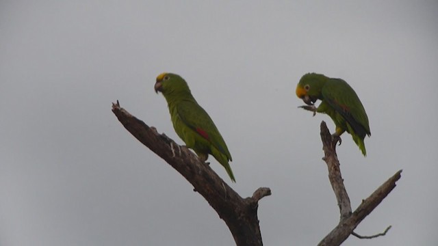 Yellow-crowned Amazon - ML361193881