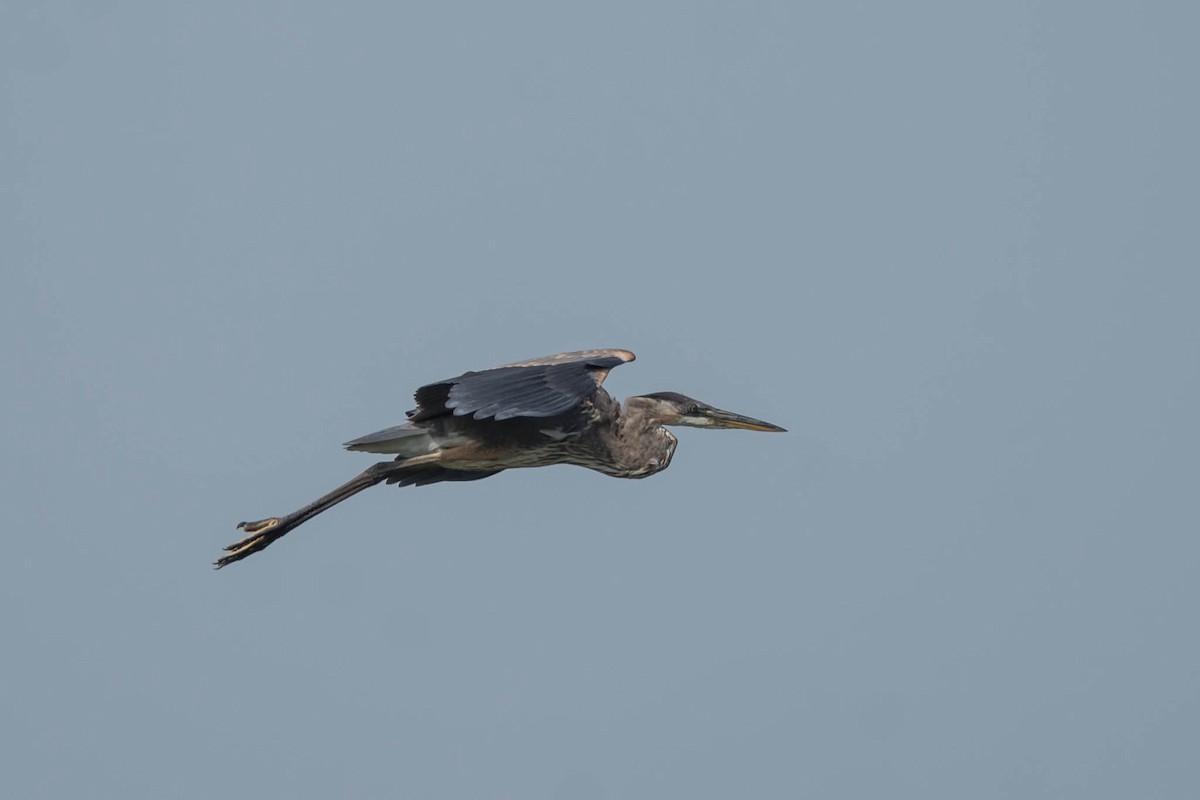 Great Blue Heron - ML361193931