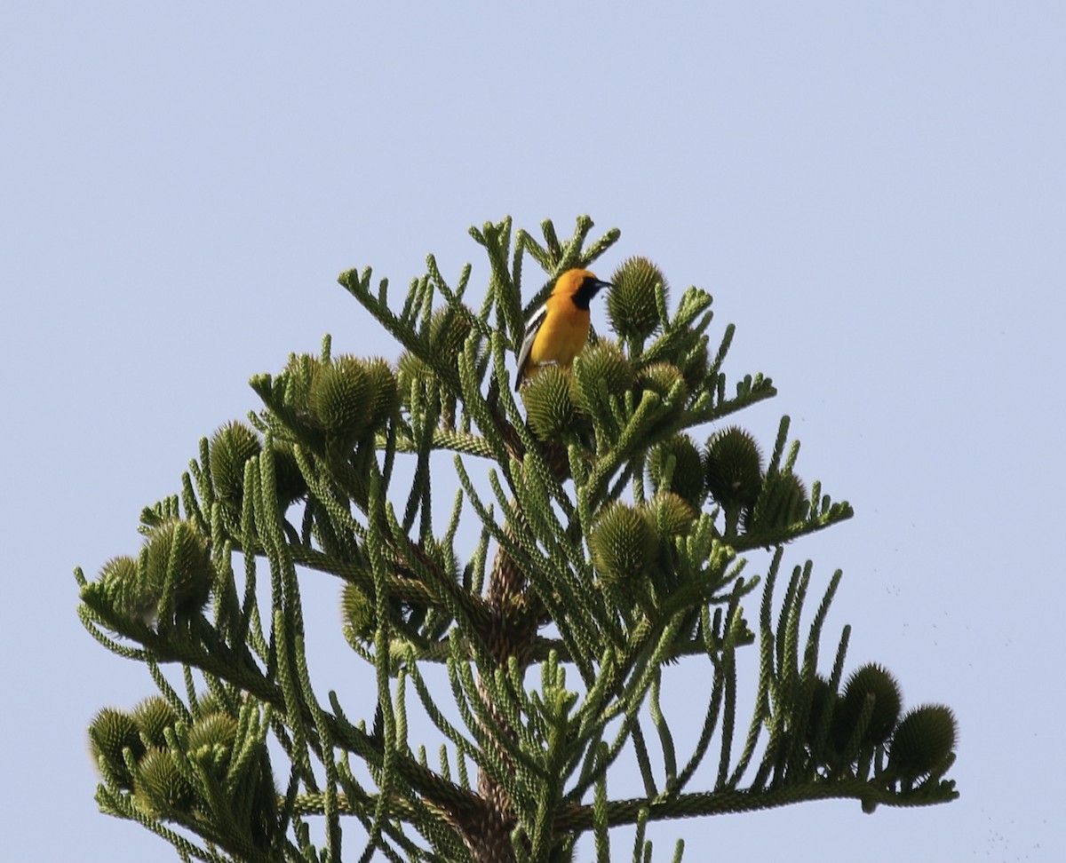 Hooded Oriole - Mike O'Malley
