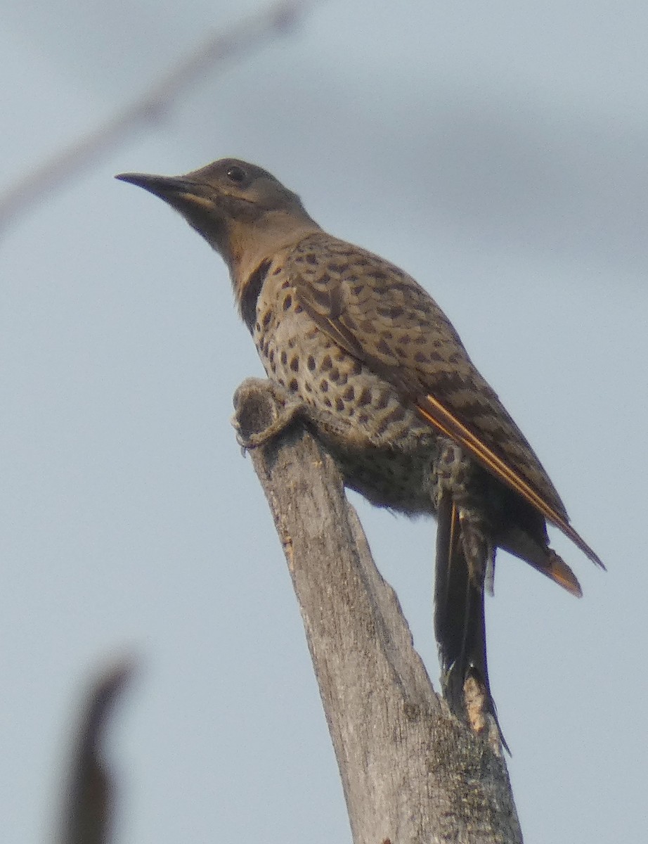 Carpintero Escapulario - ML361195391