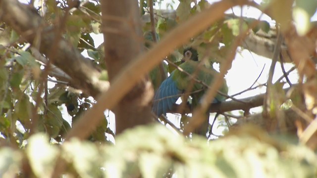 Chestnut-fronted Macaw - ML361195791