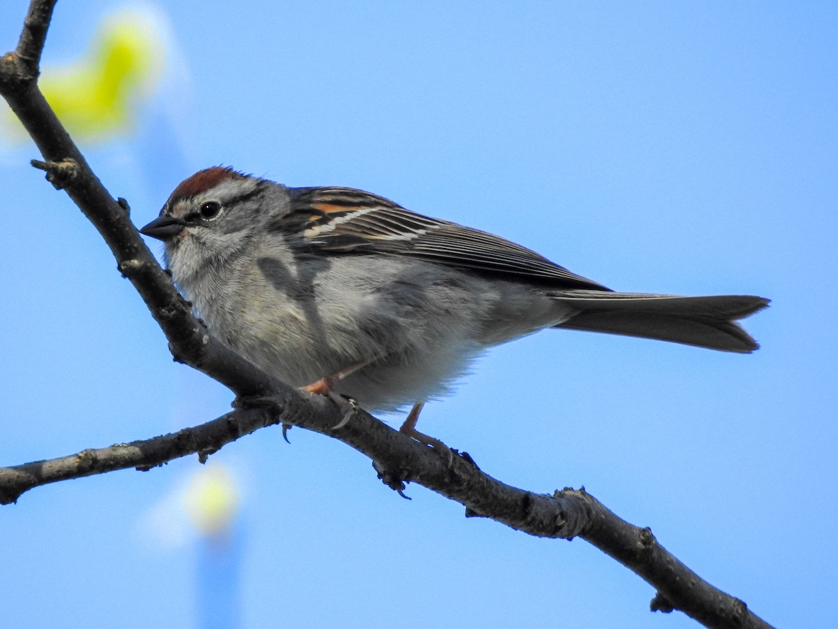 Chipping Sparrow - Reanna Thomas