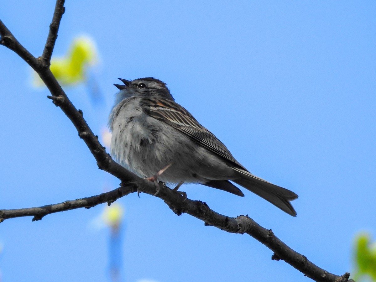 Chipping Sparrow - Reanna Thomas