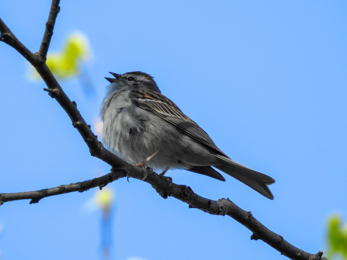 Chipping Sparrow - ML361200611