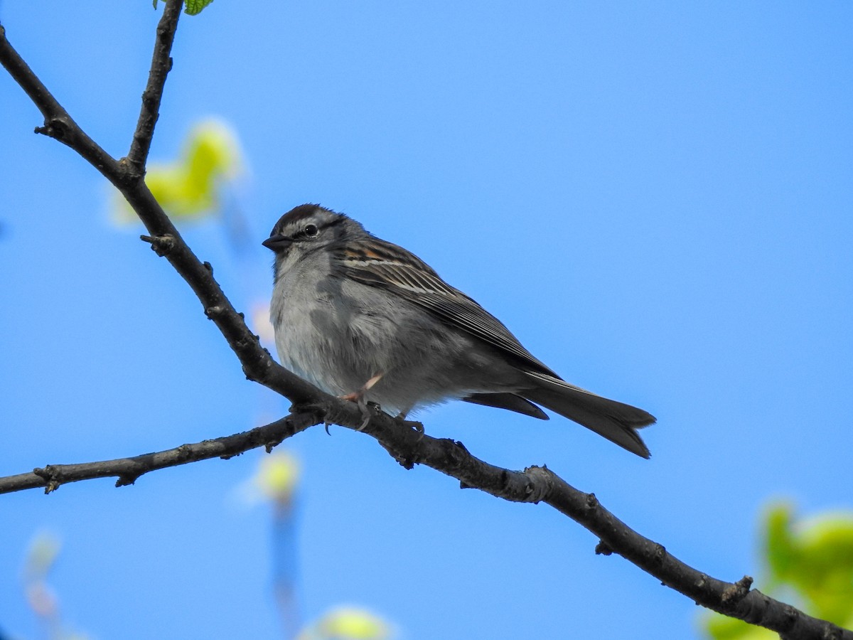 Chipping Sparrow - Reanna Thomas