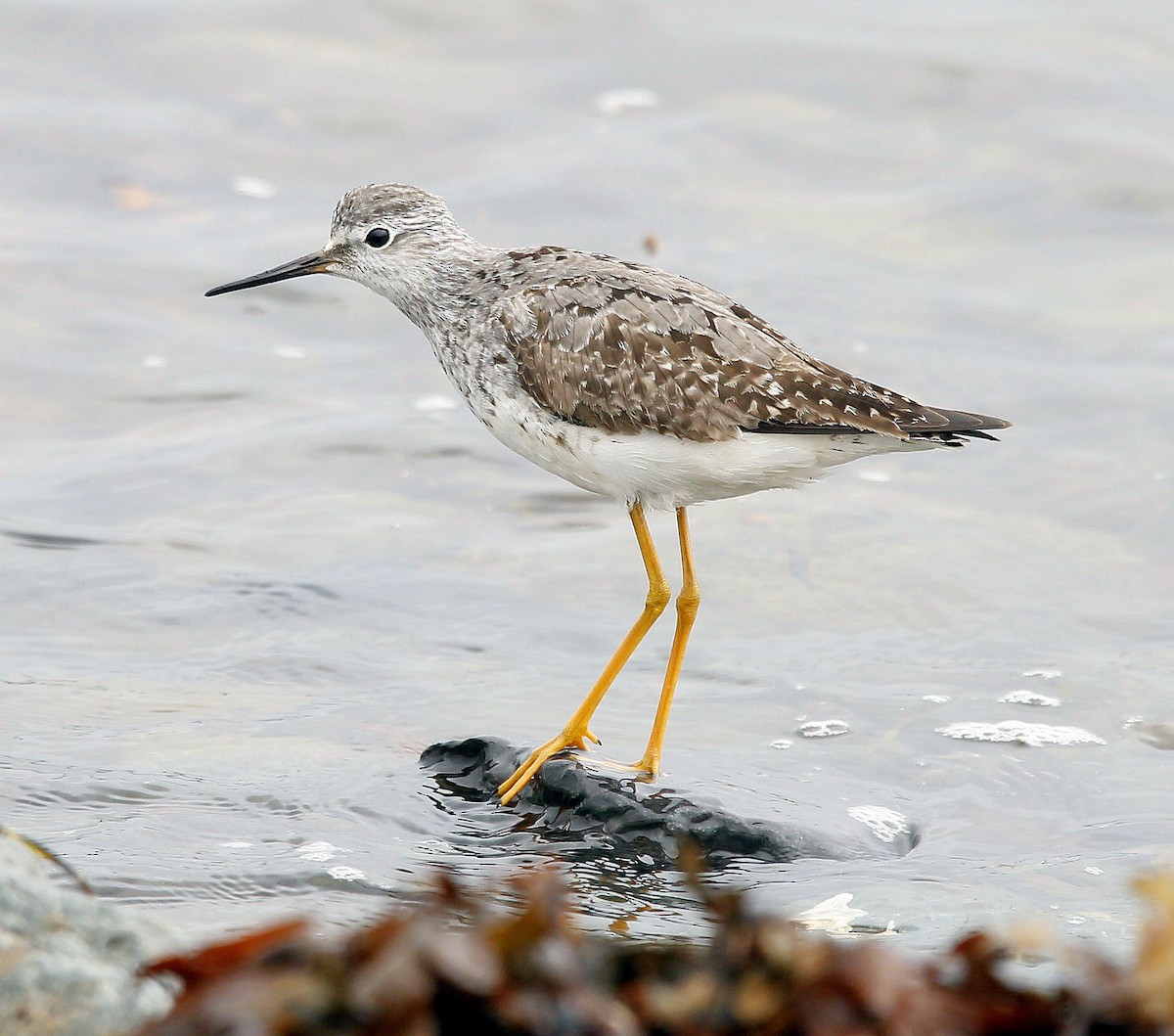 Lesser Yellowlegs - ML361200941