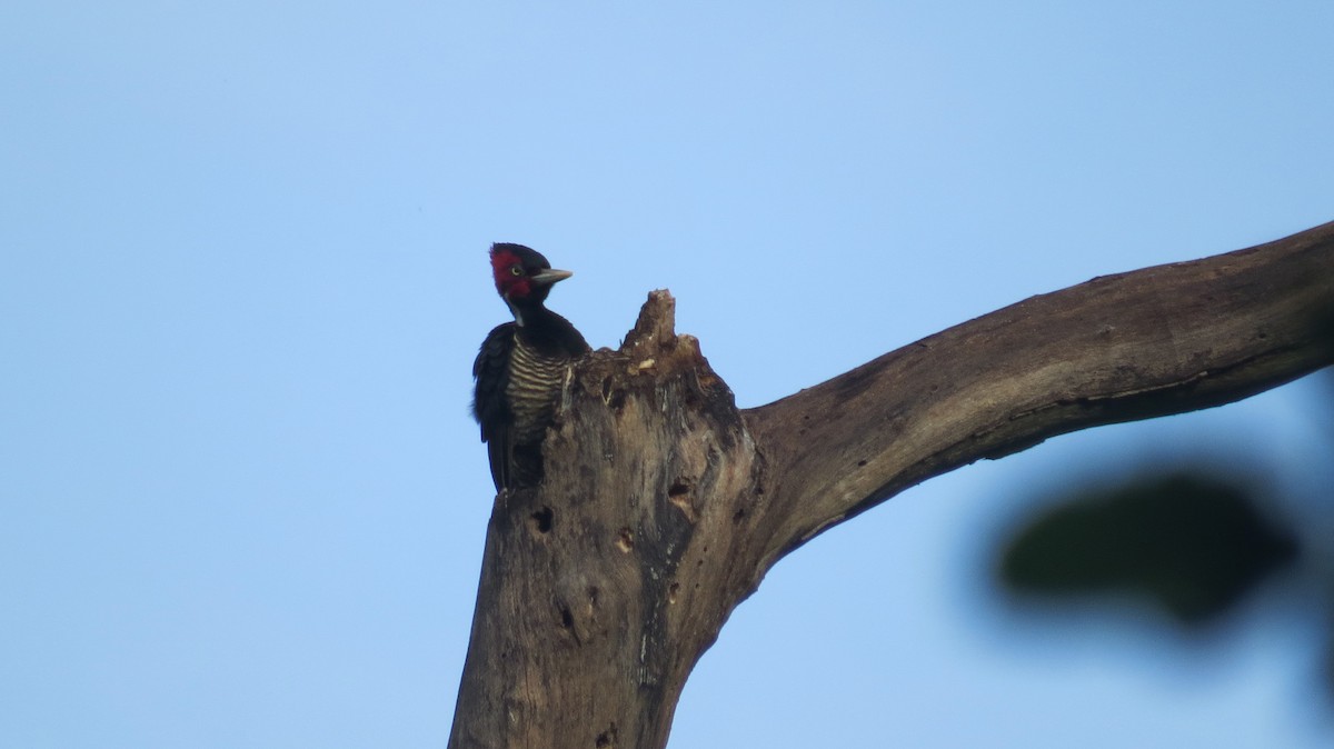 Pale-billed Woodpecker - ML361201221