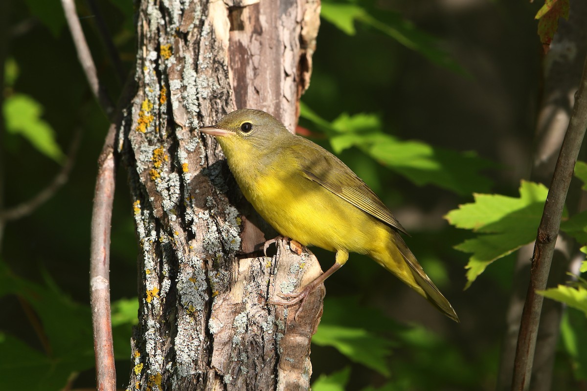 Mourning Warbler - ML361201491