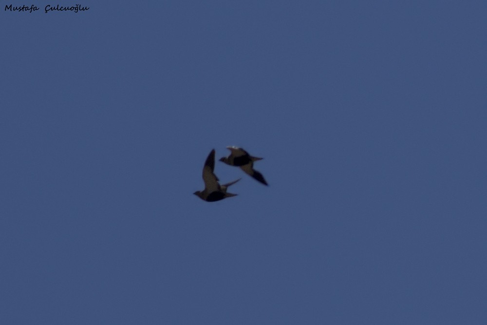 Black-bellied Sandgrouse - ML36120201