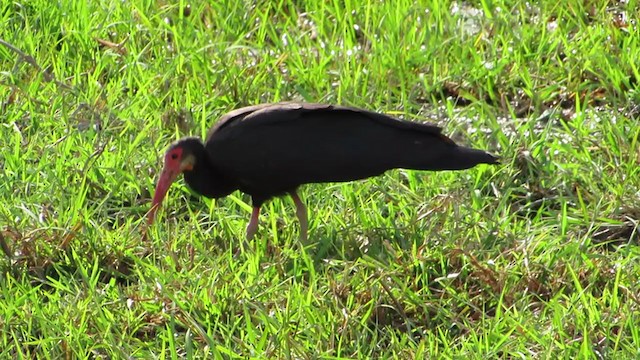 Sharp-tailed Ibis - ML361202231