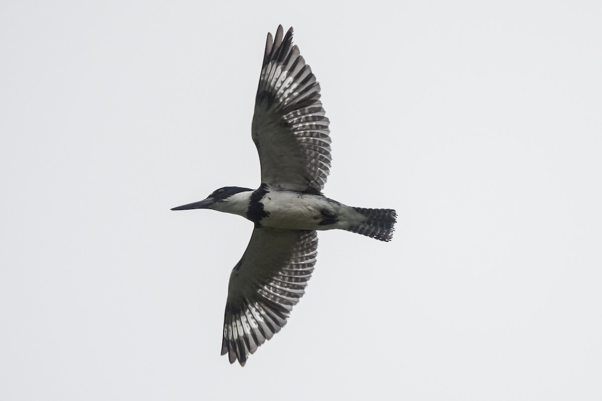 Belted Kingfisher - ML361202781