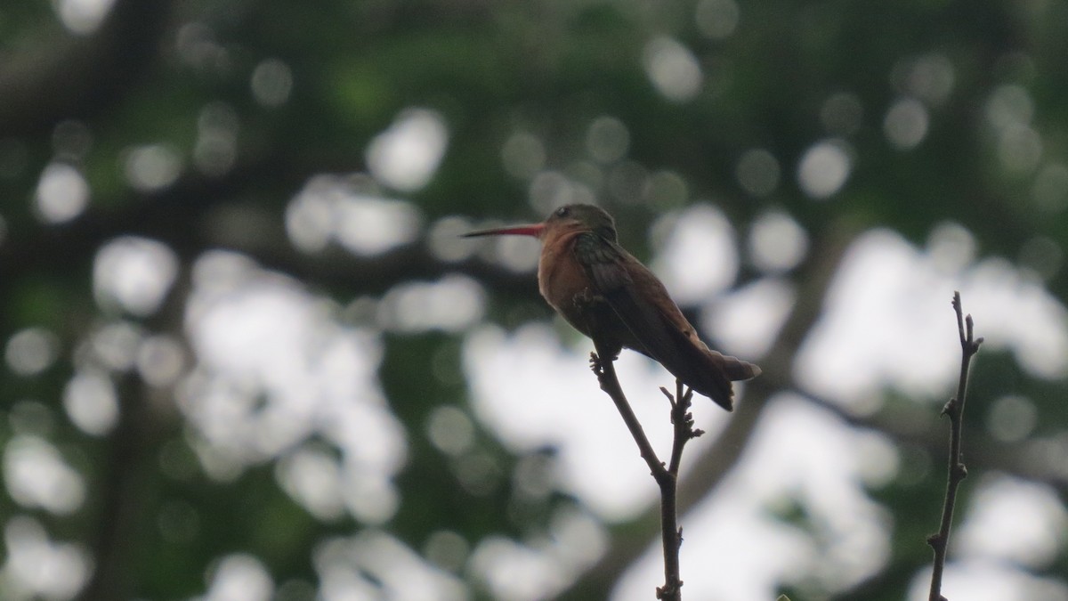 kanelkolibri (rutila gr.) - ML361203111